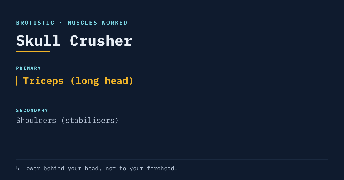 Muscles worked by the skull crusher: primary triceps with long-head emphasis, secondary shoulders as stabilisers